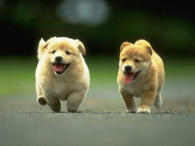 Happy Puppies